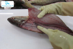 Precision filleting of Red Drum Fillet – Vietnam Seafood Link VN
