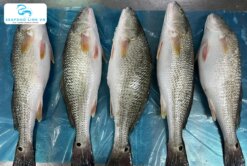 Fresh Red Drum raw material for Red Drum Fillet processing – Vietnam Seafood Link VN