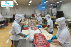 Experienced worker preparing Red Drum Fillet – Vietnam Seafood Link VN
