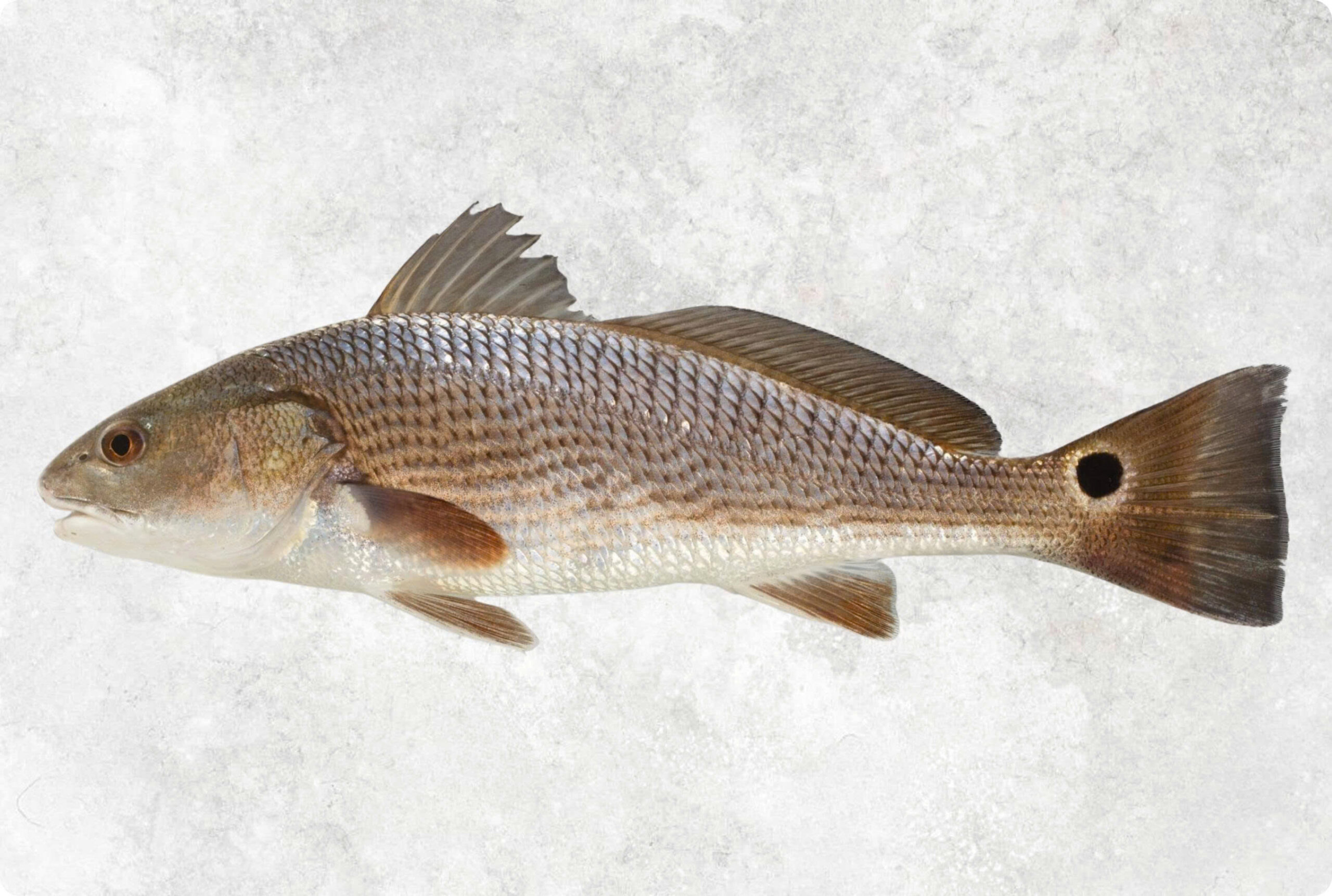 Red Drum Fish category – Farm Raised Fish from Vietnam by Seafood Link VN