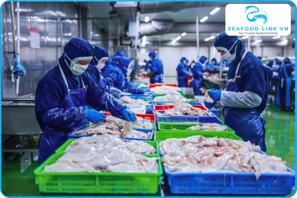 Vietnam Frozen Loligo Squid Supplier